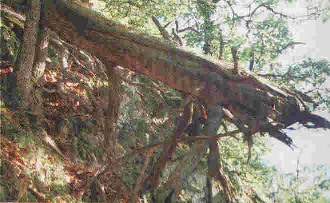 Bannwald: Wo die Natur sich selbst �berlassen bleibt.